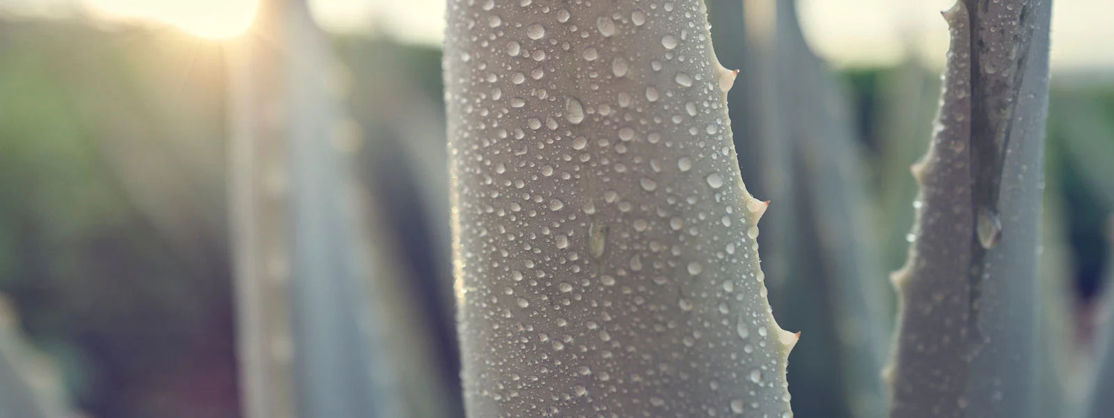 Aloe Vera Pflanzen auf Santaverde Finca