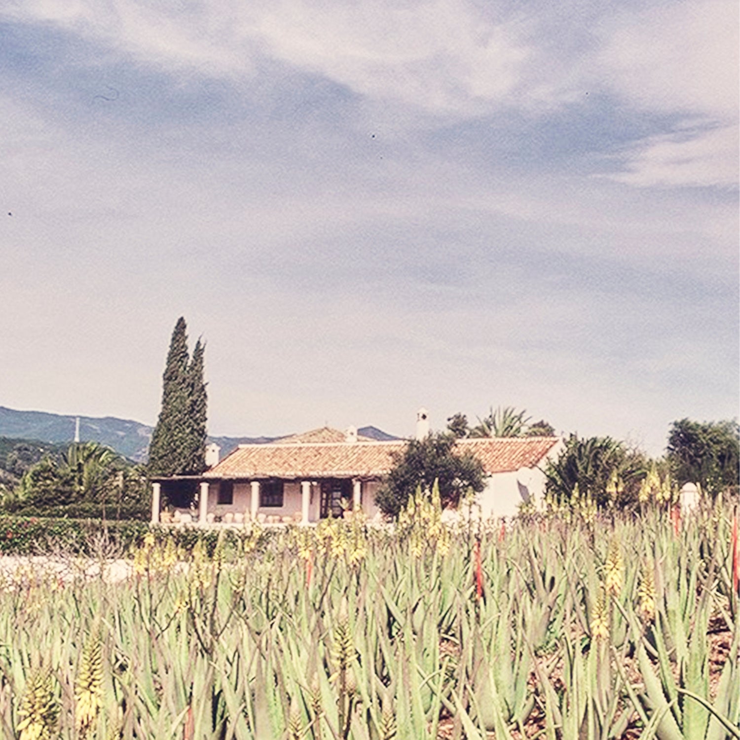 Santaverde Finca auf Aloe Vera Plantage – traditionelles Farmhaus in natürlicher Umgebung mit Aloe-Pflanzen und blauem Himmel
