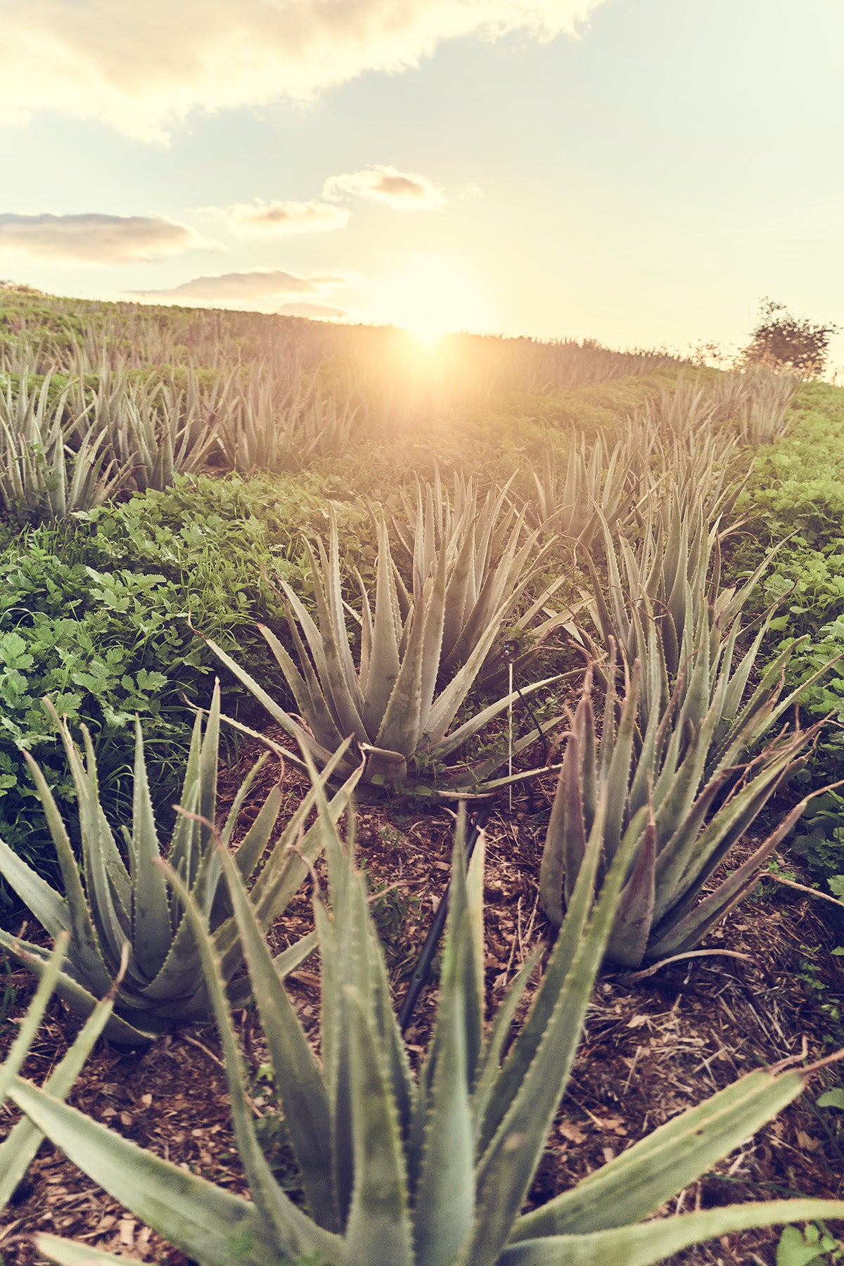 Aloe Vera Feld – Santaverde Finca Naturkosmetik