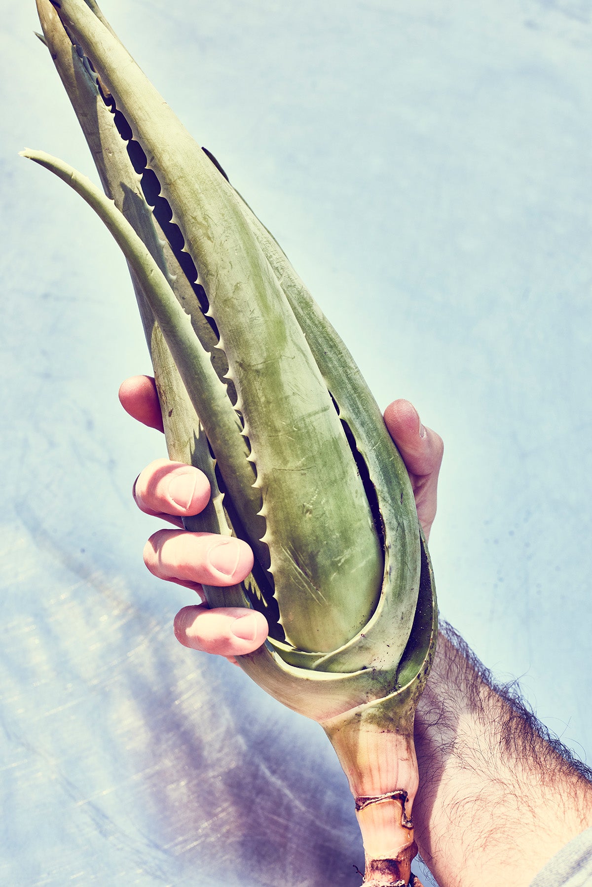 Hand mit Aloe Vera Pflanze – Santaverde Naturkosmetik