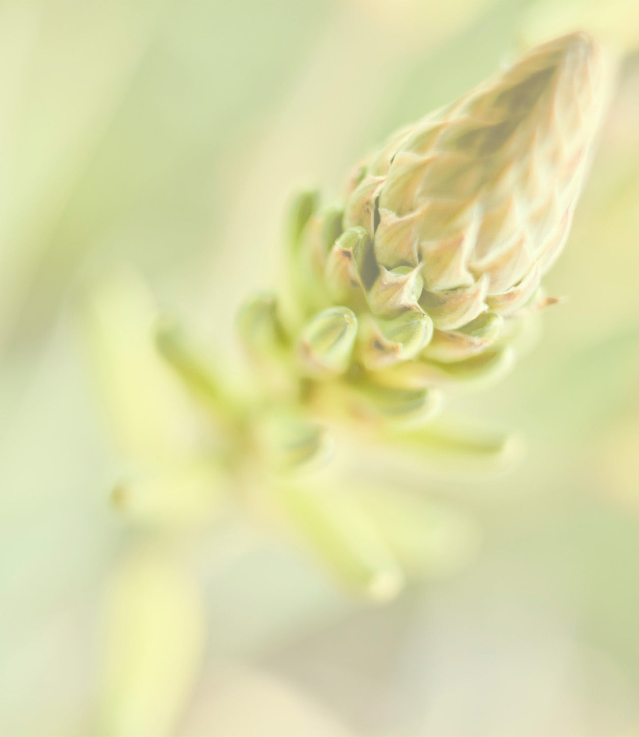 Aloe Vera Blüte auf der Santaverde Finca