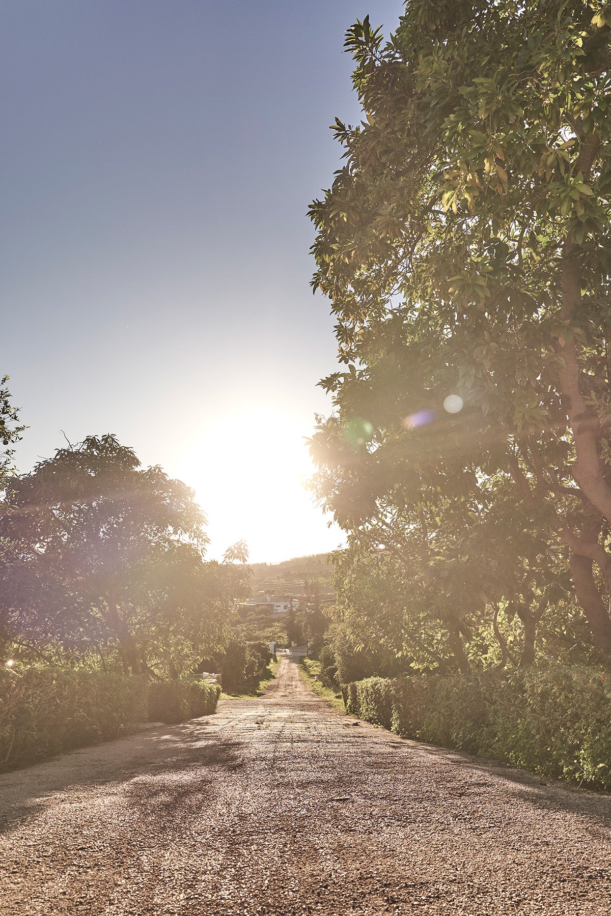 Santaverde Finca Landschaft auf Aloe Vera Plantage