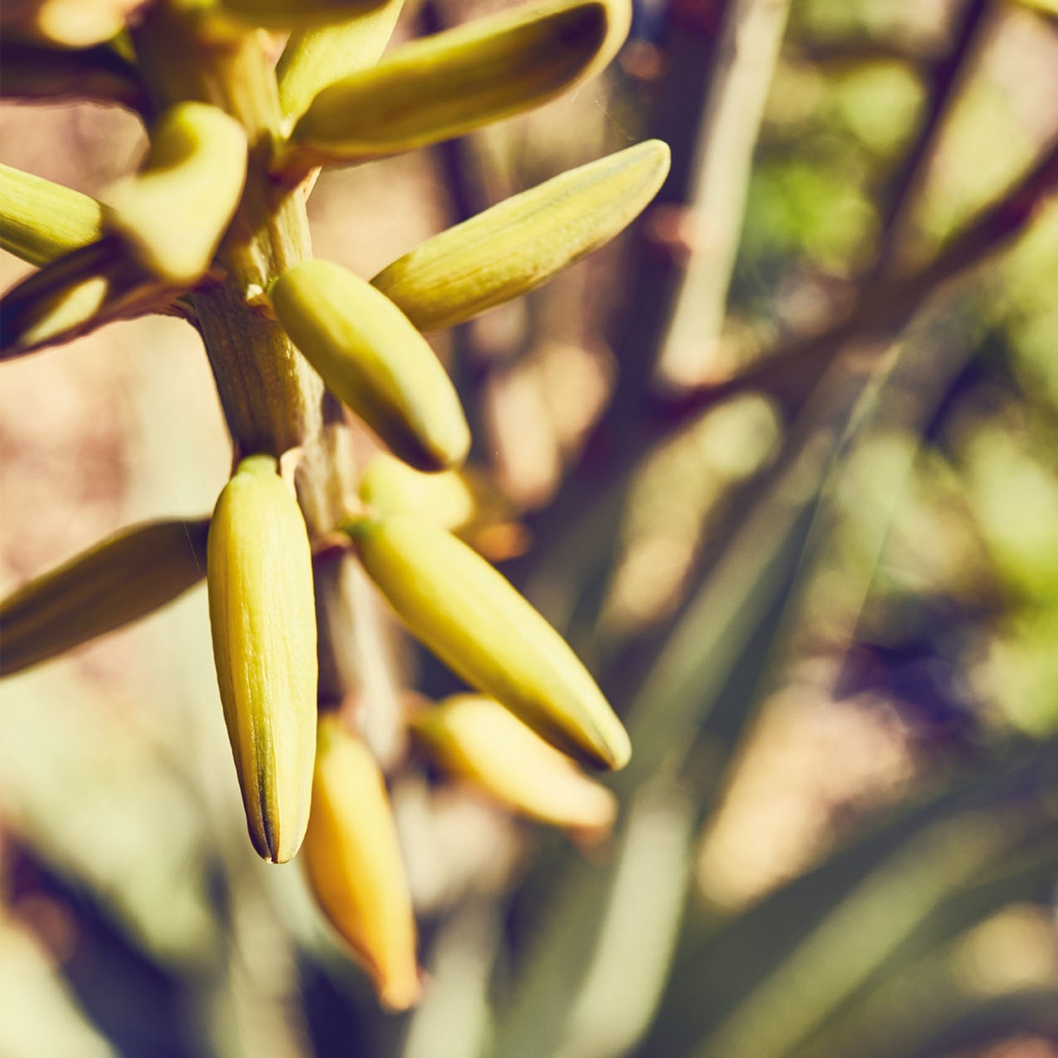 Geschlossene Aloe Vera Blüte von der Santaverde Finca in Andalusien