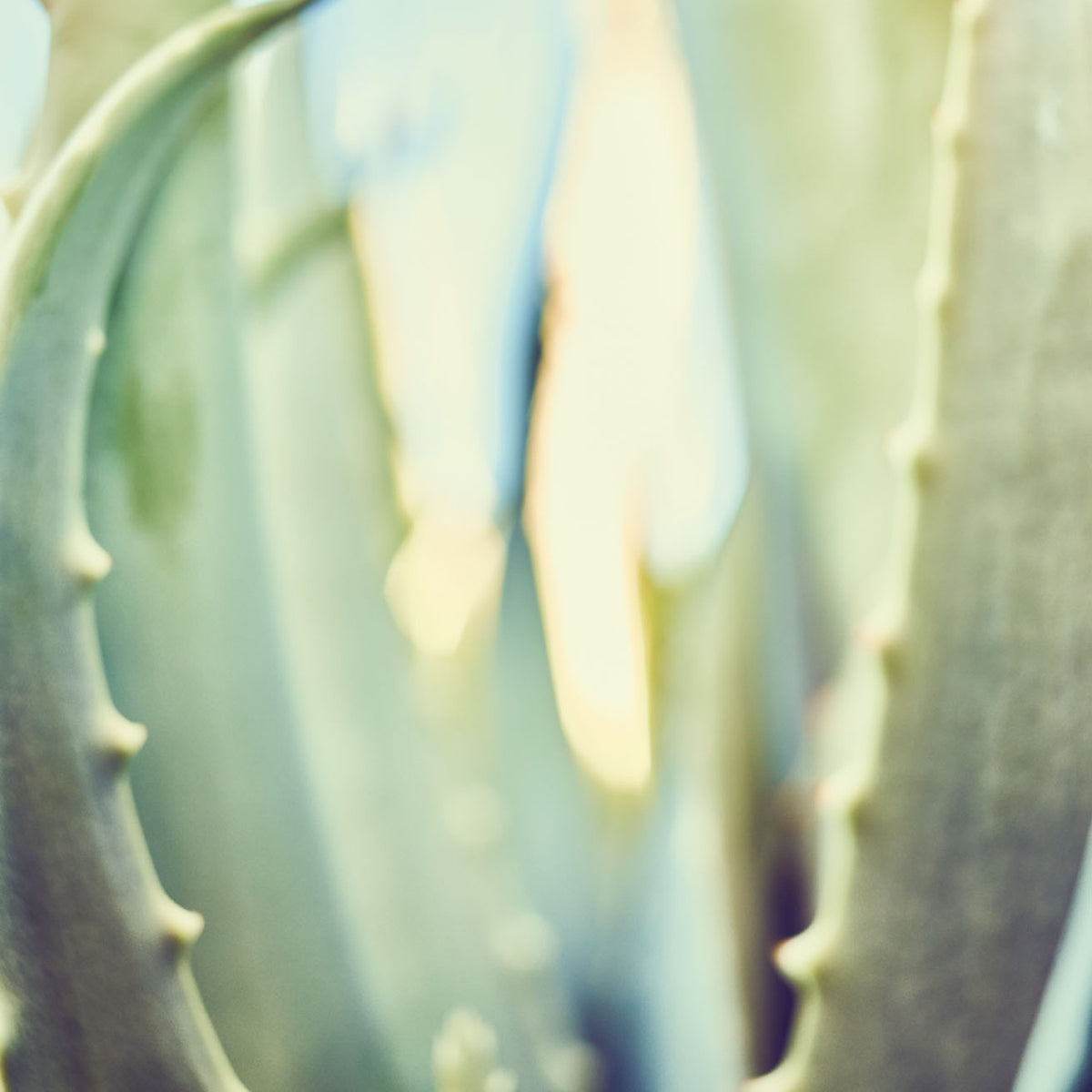 Santaverde Aloe Vera – Nahaufnahme frischer grüner Aloe-Blätter, natürliche Inhaltsstoffe für Naturkosmetik und Aloe Vera Hautpflege.