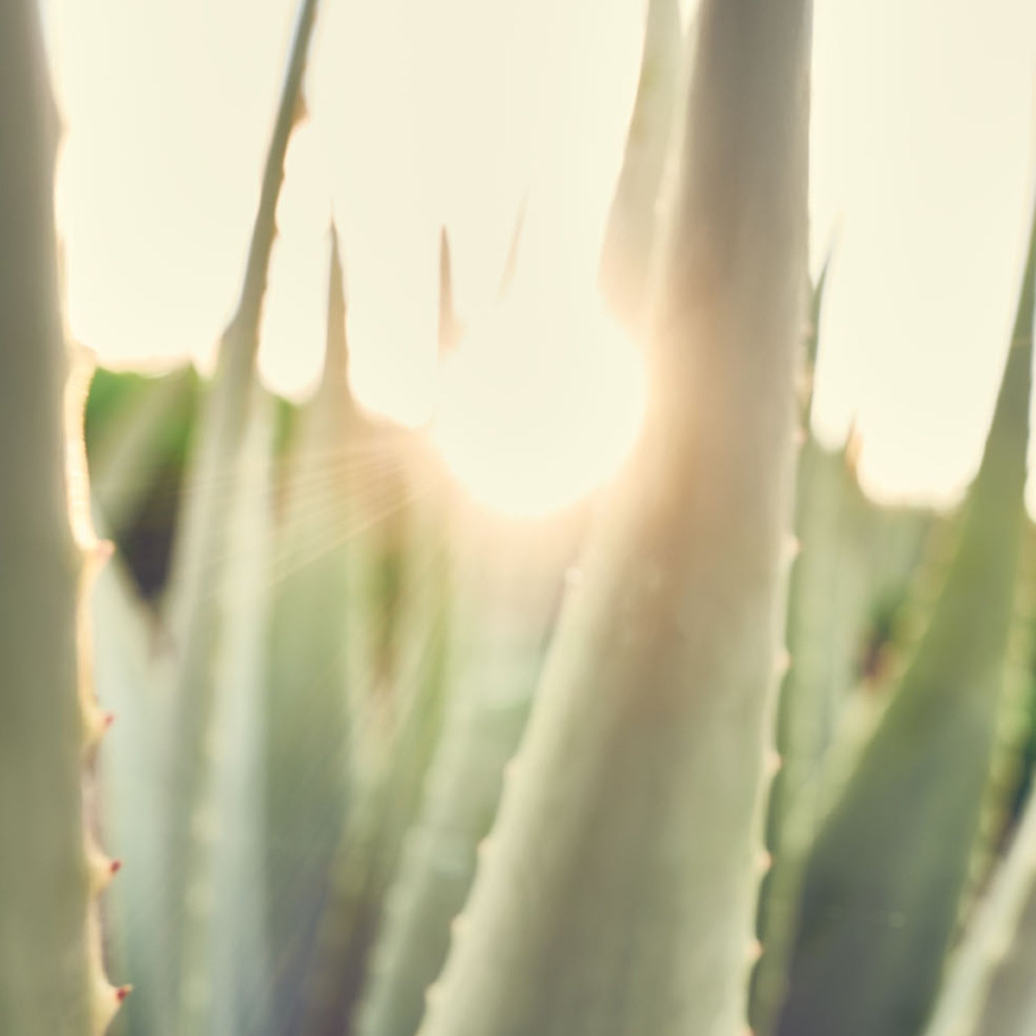 Santaverde Aloe Vera Pflanze mitSonne im Hintergrund