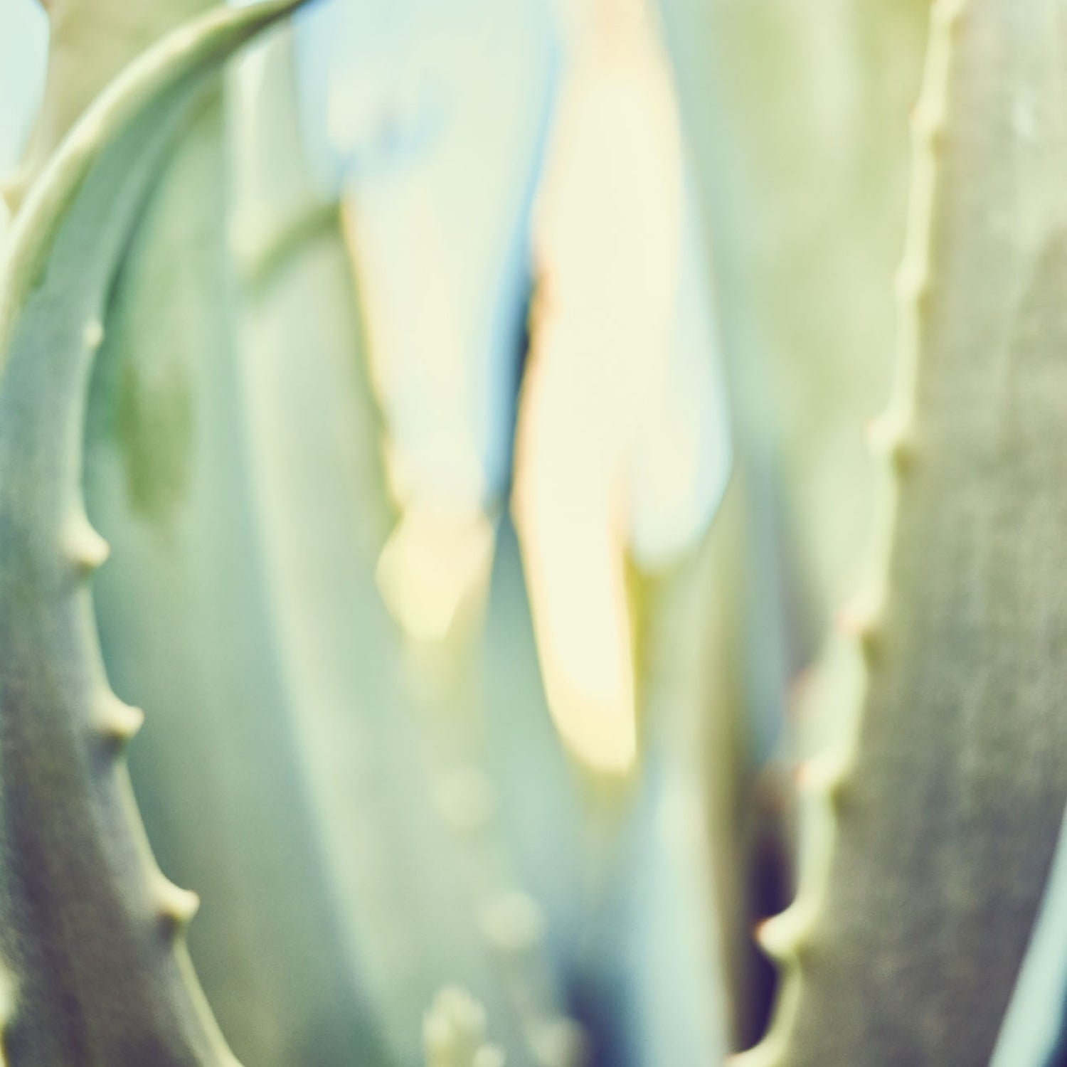 Santaverde Aloe Vera – Nahaufnahme frischer grüner Aloe-Blätter, natürliche Inhaltsstoffe für Naturkosmetik und Aloe Vera Hautpflege.