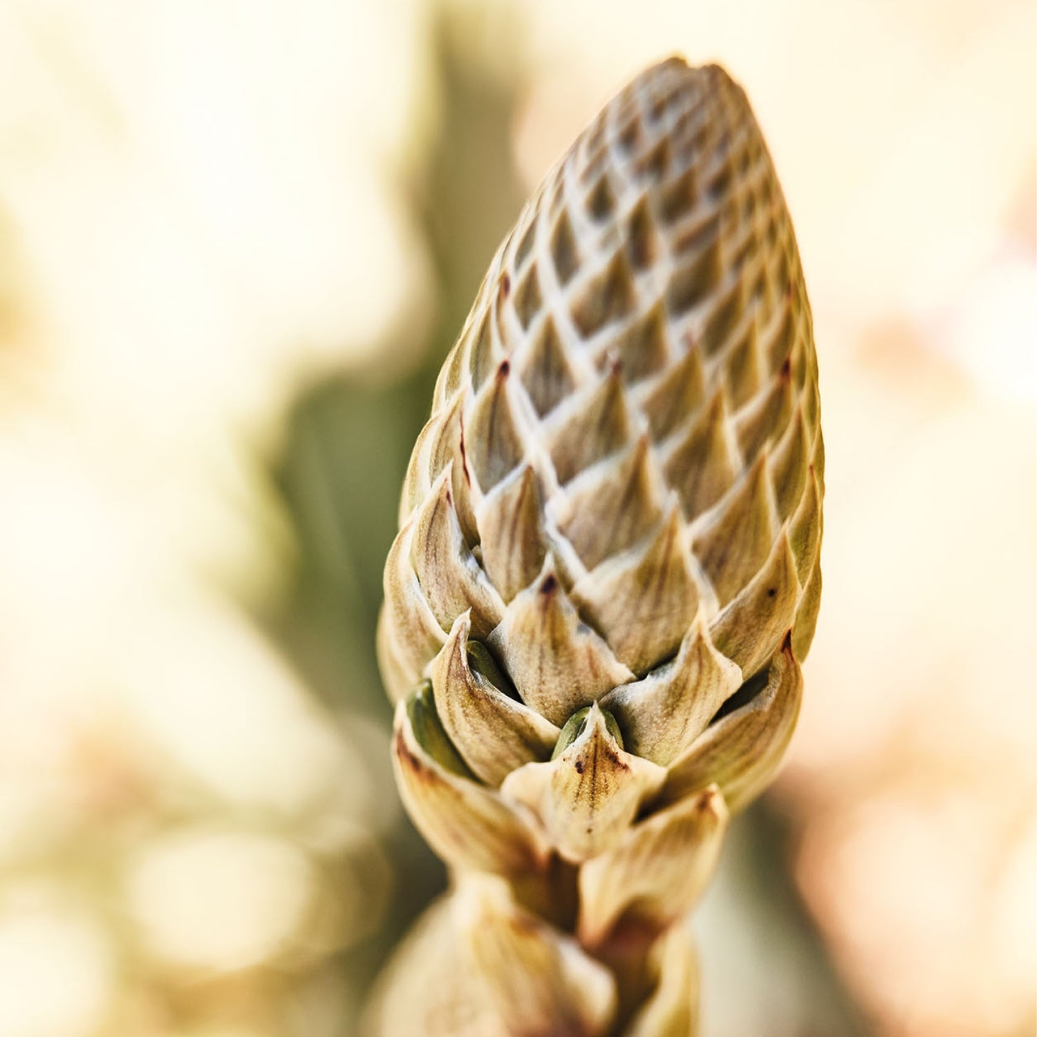 Geschlossene Aloe vera Blüte auf der Santaverde Finca in Andalusien