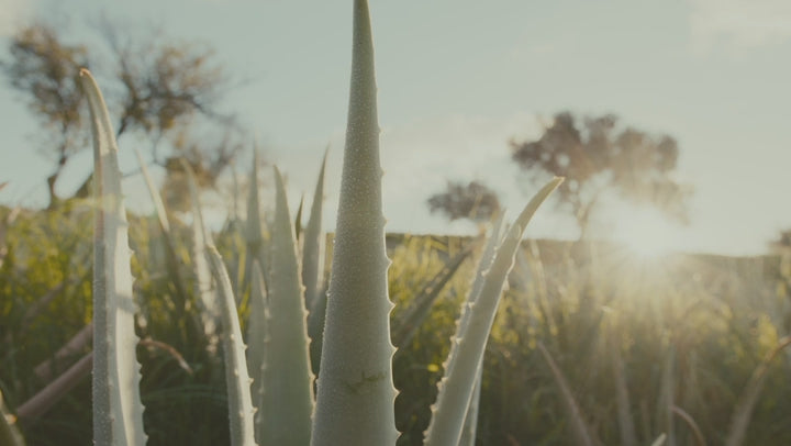 Santaverde Stimmungsbild eines Aloe Vera Feldes auf der Finca in Andalusien