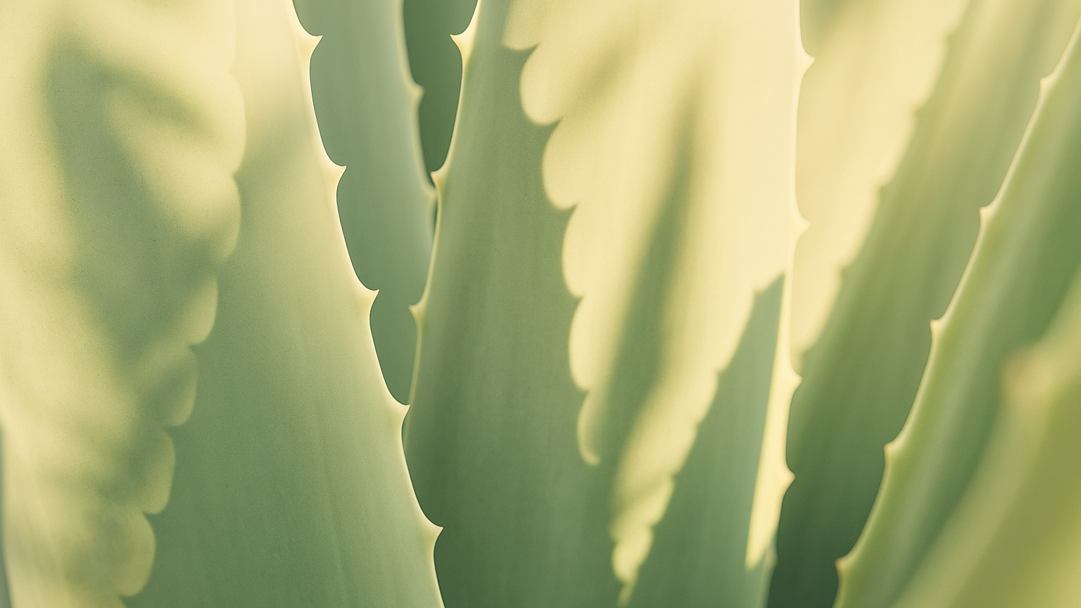 Aloe Blätter Licht und Schatten