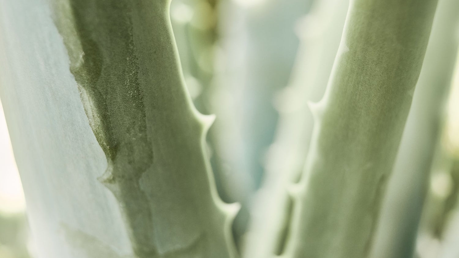 Natürliche Aloe Vera Blätter für Santaverde Naturkosmetik